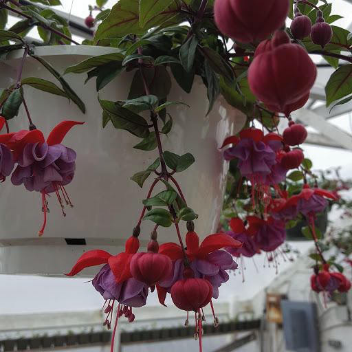 Garden Center «Nanticoke Gardens», reviews and photos, 1543 Union Center Maine Hwy, Endicott, NY 13760, USA