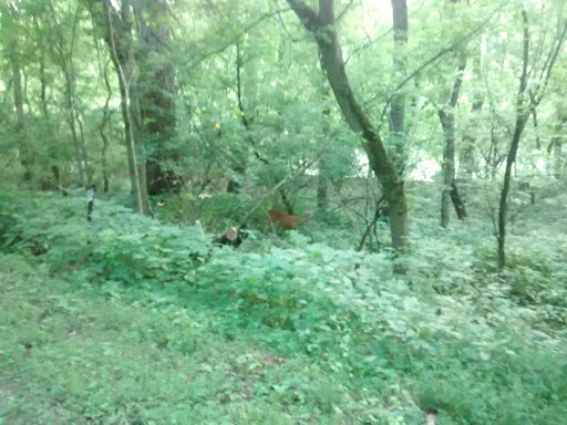 Park «Carter Park», reviews and photos, 1720 King Ave, Kings Mills, OH 45034, USA