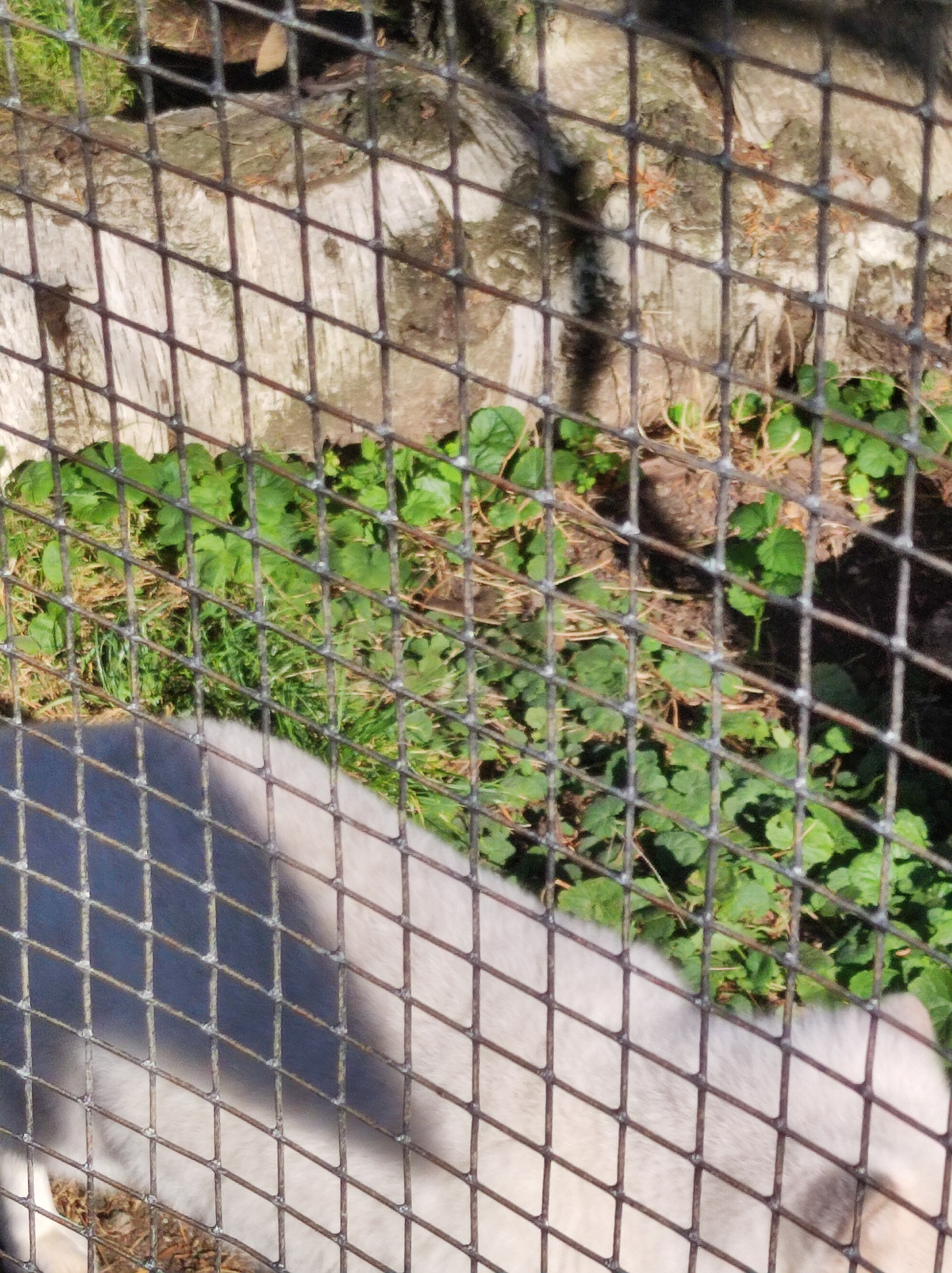 Photo n° 8 de l'avis de Barcelonesa974. fait le 18/01/2024 à 06:36