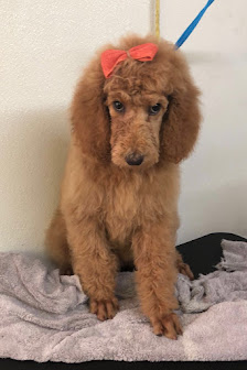 Faith’s Pet Grooming 1097 US-65, Greenbrier, AR 72058