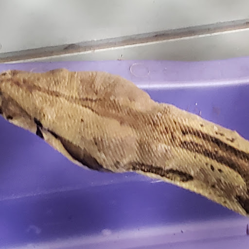 Pet Store «Critter Corner Pet Shop», reviews and photos, 1796 E Vaile Ave, Kokomo, IN 46901, USA