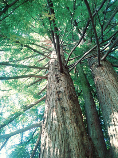 Park «Washburne Park», reviews and photos, E 21st Ave & Agate Street, Eugene, OR 97403, USA