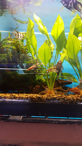 Pet Store «Fish 4 U», reviews and photos, 4010 Highland Dr #1, Millcreek, UT 84124, USA