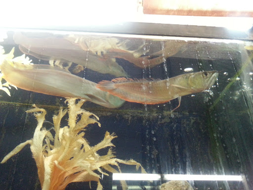 Pet Supply Store «Pet Station Jackson», reviews and photos, 1617 E Michigan Ave, Jackson, MI 49202, USA