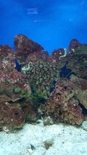 Science Museum «Discovery World», reviews and photos, 500 N Harbor Dr, Milwaukee, WI 53202, USA