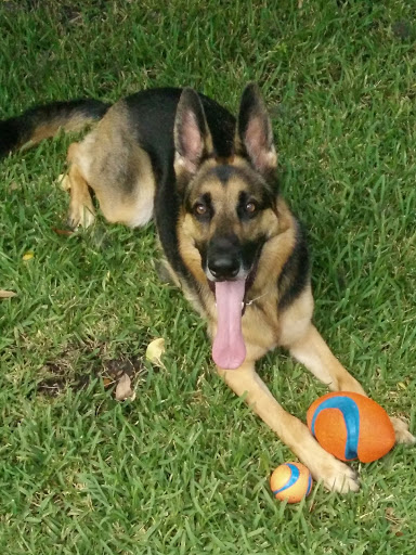 Pet Supply Store «Pet Supplies Plus», reviews and photos, 4250 N Alafaya Trail #240, Oviedo, FL 32765, USA