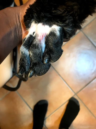 Pet Supply Store «Dog Savvy», reviews and photos, 1402 Larimer St, Denver, CO 80202, USA