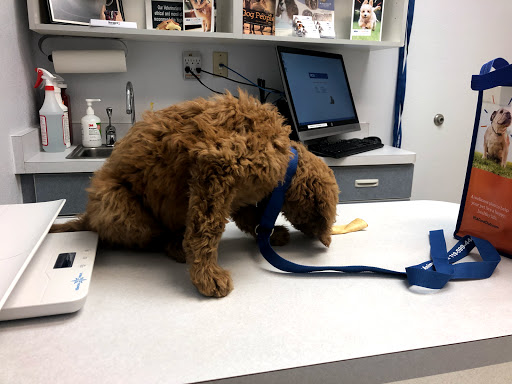 VCA North Academy Animal Hospital image