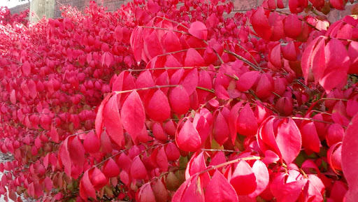 Convenience Store «7-Eleven», reviews and photos, 22475 Huron River Dr, Rockwood, MI 48173, USA