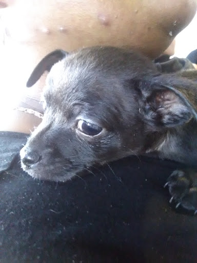 Pet Store «Next to Nature», reviews and photos, 1624 Tacoma Ave S, Tacoma, WA 98402, USA