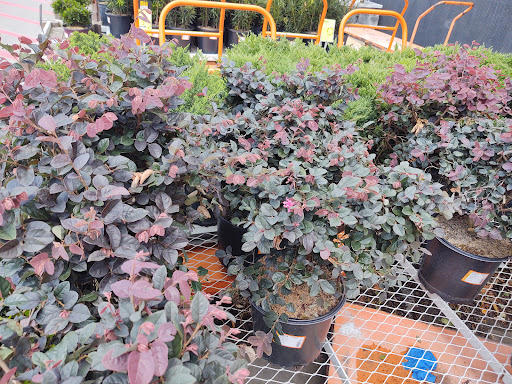 Shopping Mall «Westgate Shopping Center», reviews and photos, 1900 Veterans Blvd, Dublin, GA 31021, USA