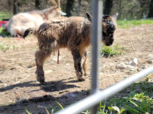 Farm «Clarks Elioak Farm LLC», reviews and photos, 10500 Clarksville Pike, Ellicott City, MD 21042, USA