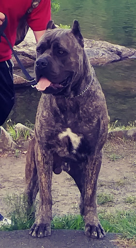 Pet Supply Store «Pet Supplies Plus», reviews and photos, 227 W Merrick Rd, Valley Stream, NY 11580, USA