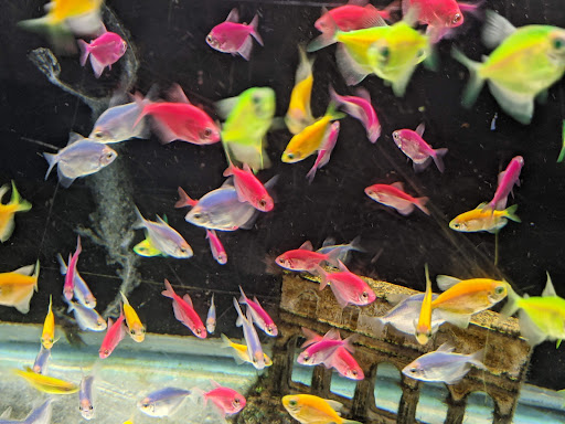 Tropical Fish Store «House of Tropicals Inc», reviews and photos, 7389 Baltimore Annapolis Blvd, Glen Burnie, MD 21061, USA