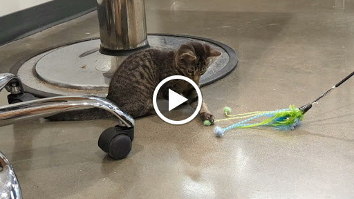 Pet Supply Store «Petco Animal Supplies», reviews and photos, 12444 NW 10th St #301, Yukon, OK 73099, USA