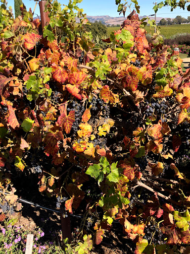 CINNAMONS WINE TOURS image