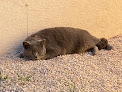 Elevage de chats Siberiens et Pension Féline Clos de Soliman 13 Bouches-du-Rhône Région Paca Aix-en-Provence Marseille Puyloubier
