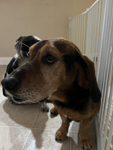 Riverside Animal Hospital image