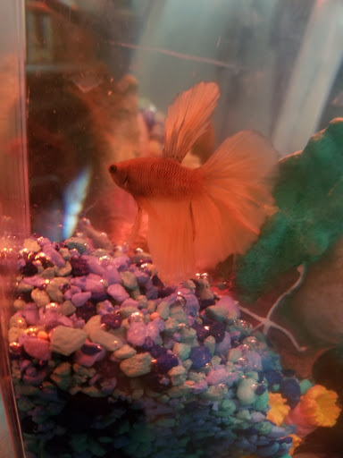 Pet Supply Store «Petco Animal Supplies», reviews and photos, 5 Bel Air S Pkwy #213B, Bel Air, MD 21014, USA