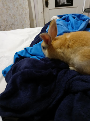 Pet Store «Petland», reviews and photos, 351 Diederich Blvd, Ashland, KY 41101, USA