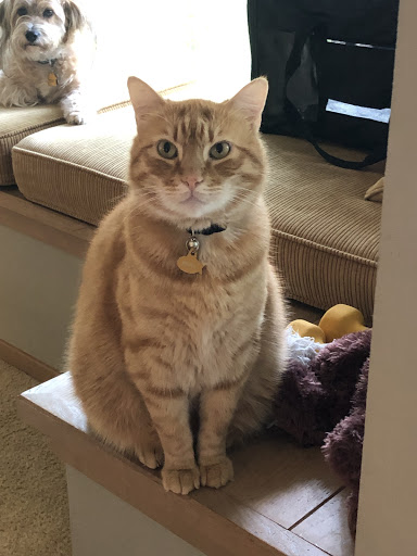 Capitol Veterinary Clinic image