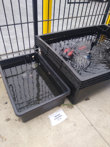 Pet Store «Critter Pet Shop», reviews and photos, 19309 Ecorse Rd, Allen Park, MI 48101, USA