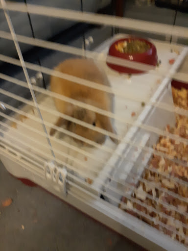 Pet Store «Pet Land», reviews and photos, 1450 Fort Campbell Blvd, Clarksville, TN 37042, USA