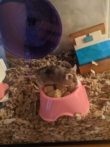 Pet Supply Store «PetSmart», reviews and photos, 208 Mariner Way, Biddeford, ME 04005, USA