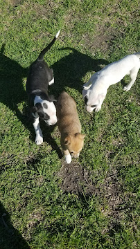 Jogs with Dogs Pet Sitting Services - Photo 7 - Car repair in Lancaster, PA, Lancaster