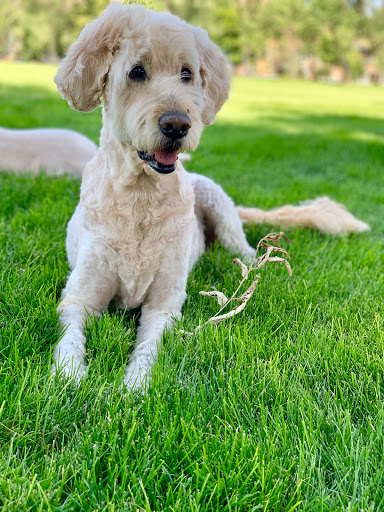 Dog Day Care Center «K9 Behavior UT, LLC», reviews and photos, 1458 Main St, Salt Lake City, UT 84115, USA