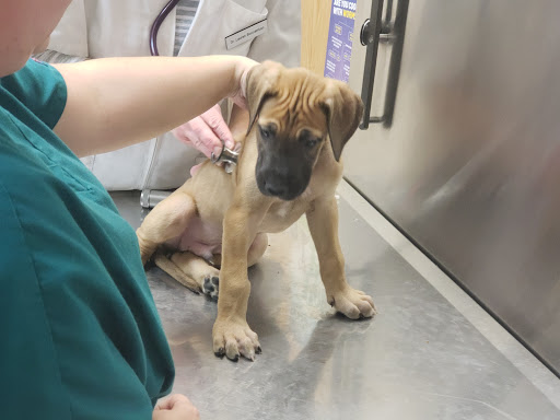 Greenbrier Veterinary Clinic