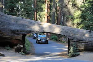 Sequoia National Park's Tunnel Log image