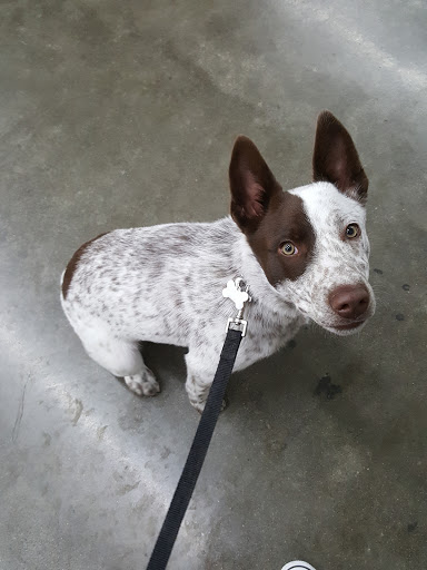 Pet Supply Store «Pet Club Rancho Cordova», reviews and photos, 2344 Sunrise Blvd, Rancho Cordova, CA 95670, USA