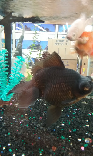 Pet Supply Store «Petco Animal Supplies», reviews and photos, 200 Edwards Blvd b, Lake Geneva, WI 53147, USA