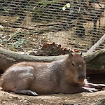 Photo n° 3 de l'avis de Caroline.u fait le 29/07/2023 à 15:22 pour Réserve Zoologique de Calviac à Calviac-en-Périgord