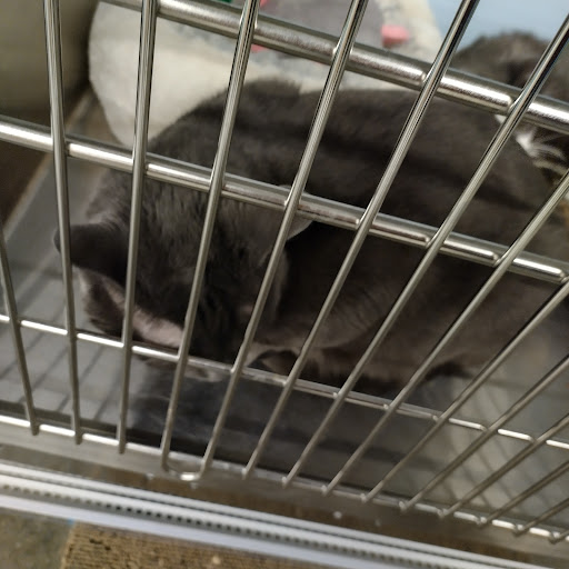 Pet Supply Store «PetSmart», reviews and photos, 1276 Bald Hill Rd, Warwick, RI 02886, USA