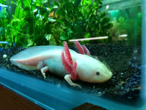 Pet Store «Pets World», reviews and photos, 147 Bridge St, Weymouth, MA 02191, USA