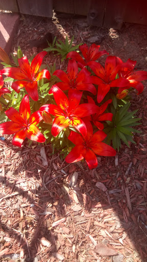 Grocery Store «Pioneer Supermarket», reviews and photos, 71 Mt Vernon Pl, Newark, NJ 07106, USA