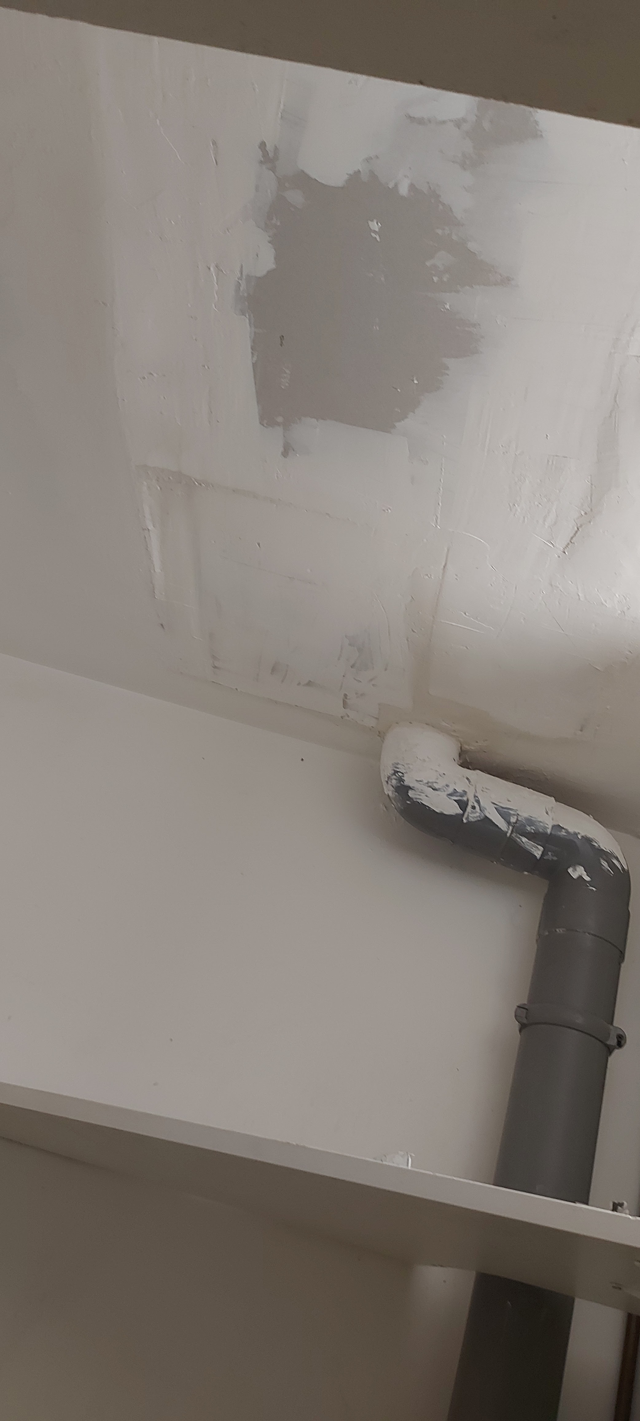 Photo n° 2 de l'avis de Colombe.' fait le 20/02/2024 à 16:23