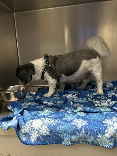 VCA Amherst Animal Hospital image