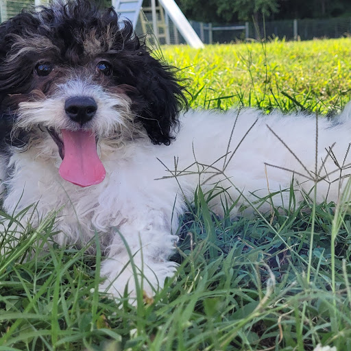 Pet Store «PV Pets», reviews and photos, 233 S Broadway, Pennsville, NJ 08070, USA