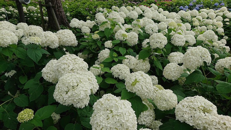 もりやま芦刈園 滋賀県守山市 公園 グルコミ