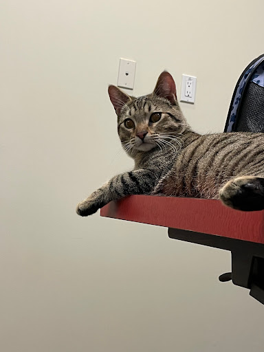 Primary Care Animal Hospital image