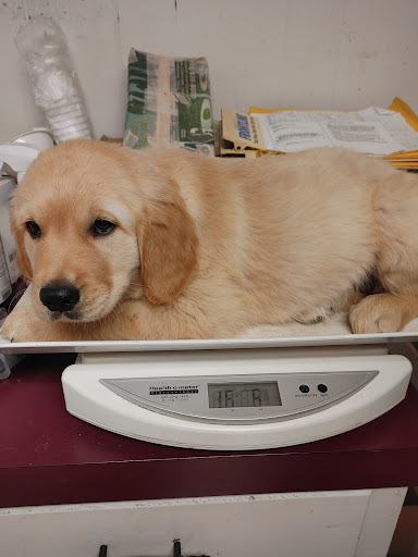 Higgins Edward C DVM