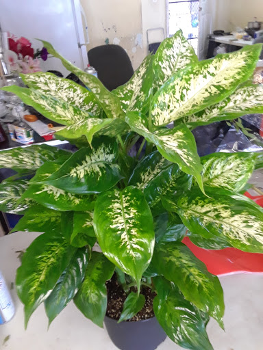 Florist «Florals by Ana», reviews and photos, 4408 E Rosecrans Ave, Compton, CA 90221, USA