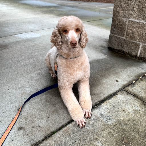 Mudpuppies Grooming On Lombard