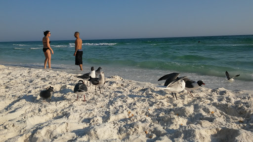 Tourist Attraction «Beach Sand Sculptures», reviews and photos, 15000 Emerald Coast Pkwy, Destin, FL 32541, USA