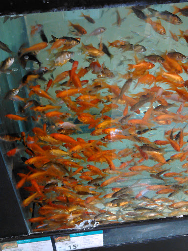 Pet Supply Store «Petco Animal Supplies», reviews and photos, 1878 Arden Way, Sacramento, CA 95815, USA