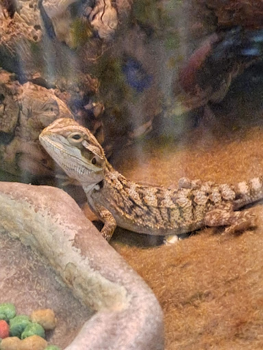 Pet Supply Store «PetSmart», reviews and photos, 640 W 300 N, Warsaw, IN 46582, USA