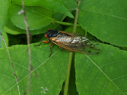 Park «Devou Park», reviews and photos, 1201 Park Dr, Covington, KY 41011, USA